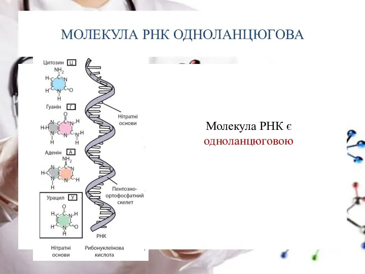 МОЛЕКУЛА РНК ОДНОЛАНЦЮГОВА Молекула РНК є одноланцюговою
