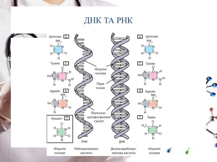 ДНК ТА РНК