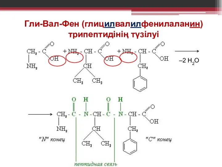 Гли-Вал-Фен (глицилвалилфенилаланин) трипептидінің түзілуі –2 Н2О