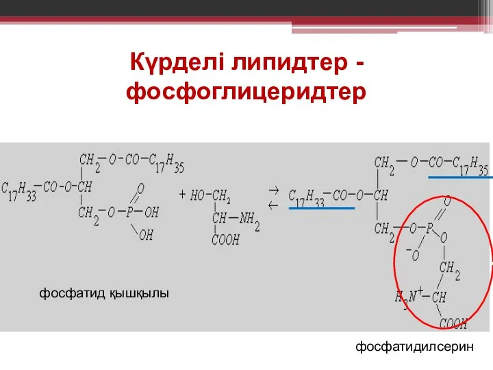 Күрделi липидтер - фосфоглицеридтер фосфатид қышқылы фосфатидилсерин