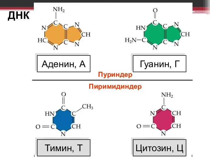 Тимин, Т Цитозин, Ц Аденин, А Гуанин, Г ДНК