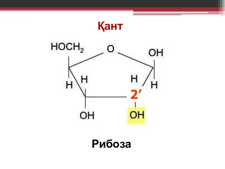 Қант Рибоза 2’