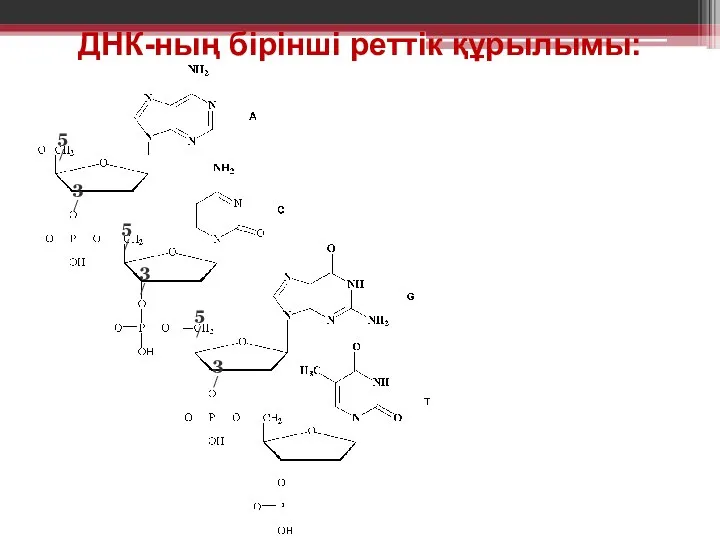 ДНК-ның бiрiншi реттiк құрылымы: 5/ 5/ 3/ 3/ 5/ 3/