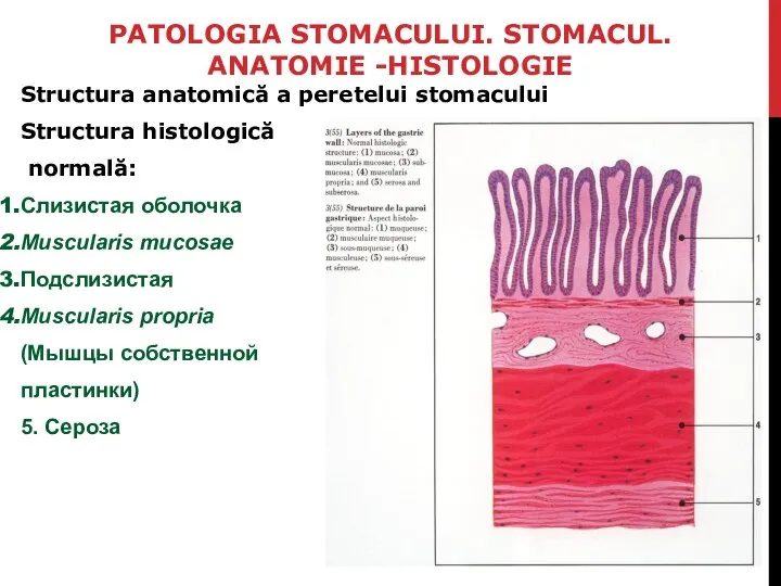 PATOLOGIA STOMACULUI. STOMACUL. ANATOMIE -HISTOLOGIE Structura anatomică a peretelui stomacului Structura