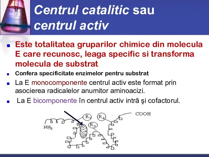 Centrul catalitic sau centrul activ Este totalitatea gruparilor chimice din molecula