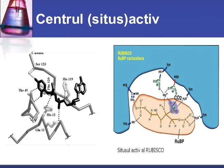 Centrul (situs)activ