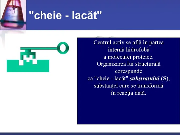 "cheie - lacăt" Centrul activ se află în partea internă hidrofobă