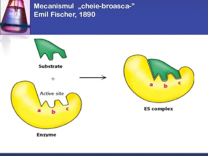 Mecanismul „cheie-broasca-” Emil Fischer, 1890