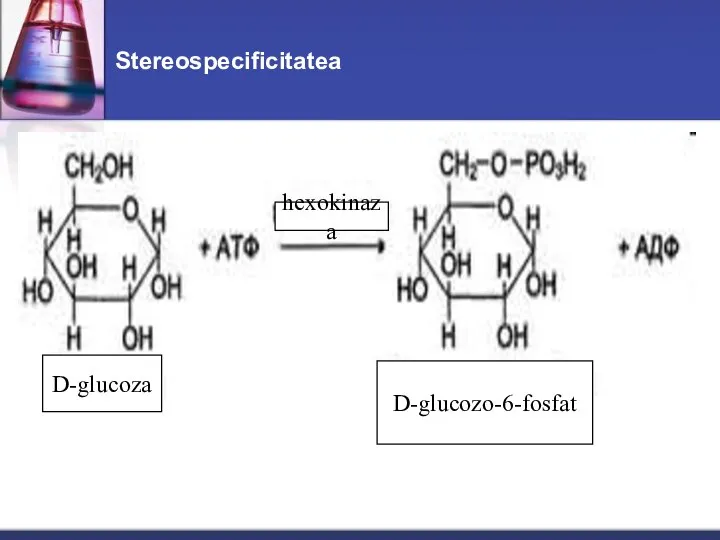 Stereospecificitatea D-glucoza D-glucozo-6-fosfat hexokinaza