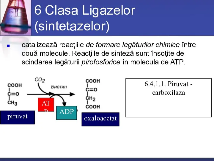 6 Clasa Ligazelor (sintetazelor) catalizează reacţiile de formare legăturilor chimice între