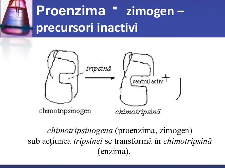 Proenzima ⁼ zimogen – precursori inactivi chimotripsinogena (proenzima, zimogen) sub acţiunea