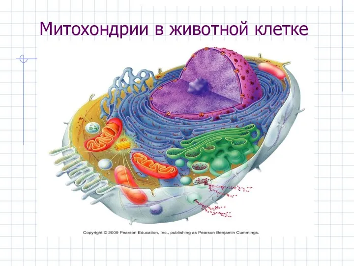 Митохондрии в животной клетке