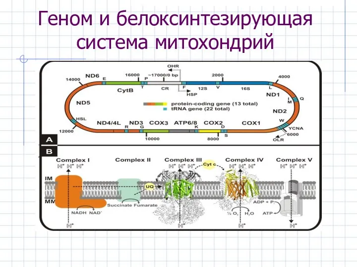 Геном и белоксинтезирующая система митохондрий