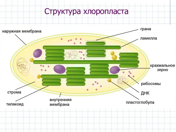 Структура хлоропласта