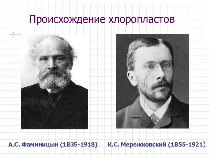 Происхождение хлоропластов А.С. Фаминицын (1835-1918) К.С. Мережковский (1855-1921)