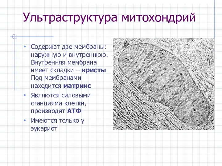 Ультраструктура митохондрий Содержат две мембраны: наружную и внутреннюю. Внутренняя мембрана имеет