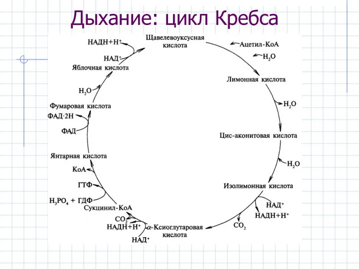 Дыхание: цикл Кребса