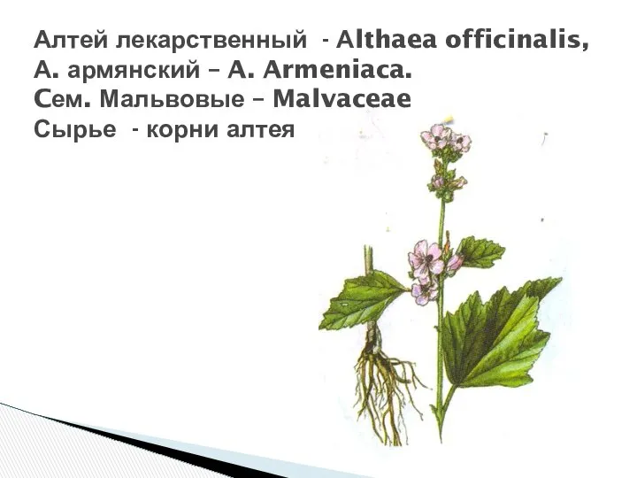 Алтей лекарственный - Аlthaea officinalis, А. армянский – A. Armeniaca. Cем.