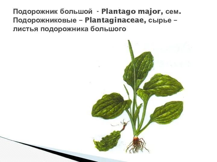 Подорожник большой - Plantago major, сем. Подорожниковые – Plantaginaceae, сырье – листья подорожника большого