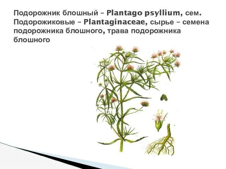 Подорожник блошный – Plantago psyllium, сем. Подорожиковые – Plantaginaceae, сырье –