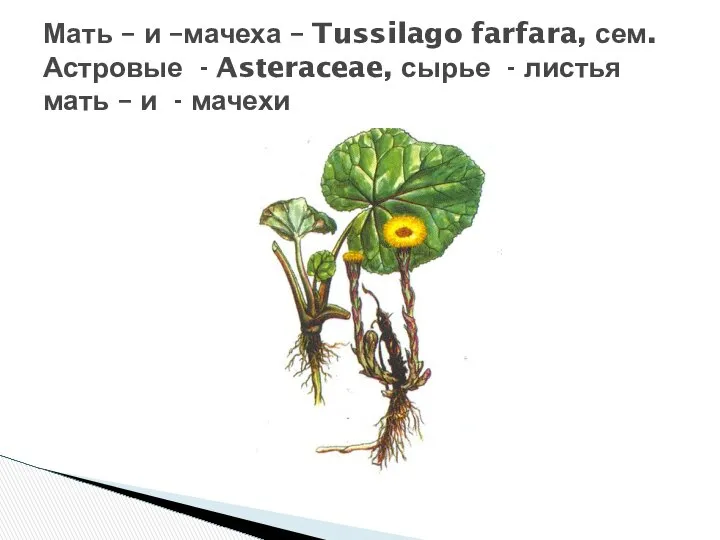Мать – и –мачеха – Tussilago farfara, сем. Астровые - Asteraceae,