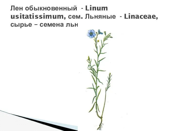 Лен обыкновенный - Linum usitatissimum, сем. Льняные - Linaceae, сырье – семена льна