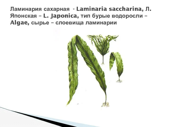 Ламинария сахарная - Laminaria saccharina, Л. Японская – L. Japonica, тип