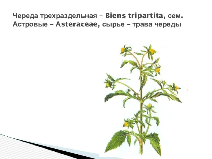 Череда трехраздельная – Biens tripartita, сем. Астровые – Аsteraceae, сырье – трава череды