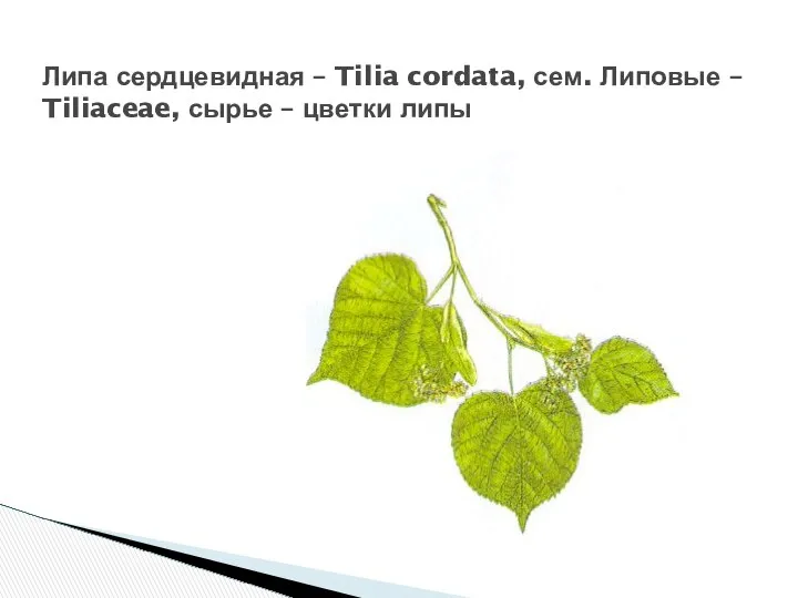 Липа сердцевидная – Tilia cordata, сем. Липовые – Tiliaceae, сырье – цветки липы
