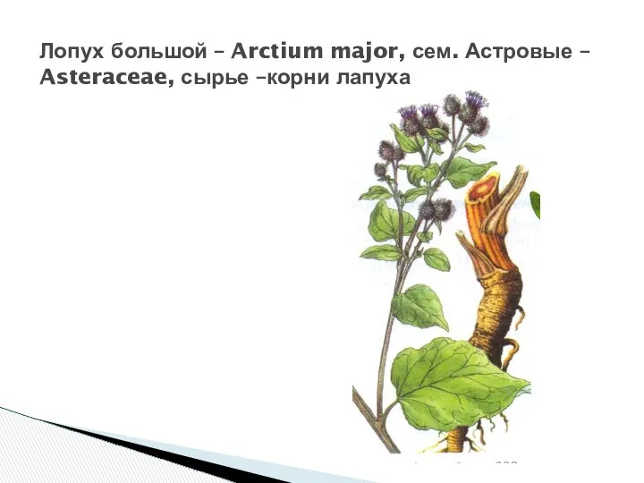 Лопух большой – Arctium major, сем. Астровые – Asteraceae, сырье –корни лапуха