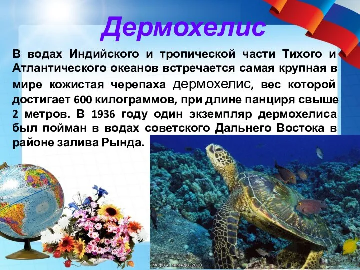 В водах Индийского и тропической части Тихого и Атлантического океанов встречается