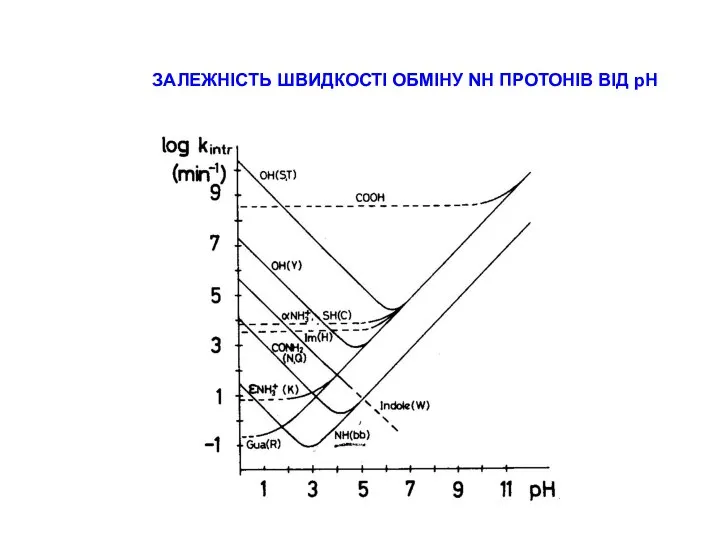 ЗАЛЕЖНІСТЬ ШВИДКОСТІ ОБМІНУ NH ПРОТОНІВ ВІД рН