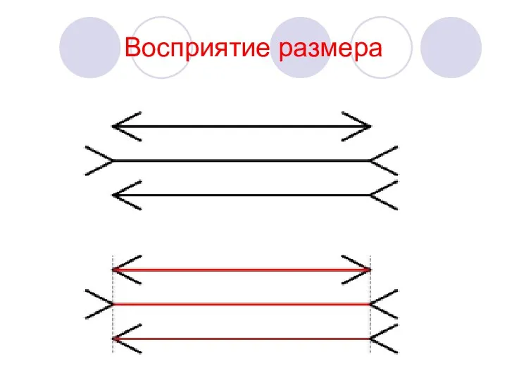 Восприятие размера