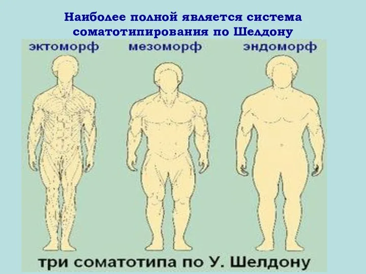 Наиболее полной является система соматотипирования по Шелдону