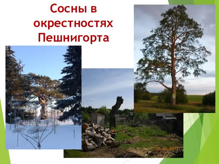 Сосны в окрестностях Пешнигорта