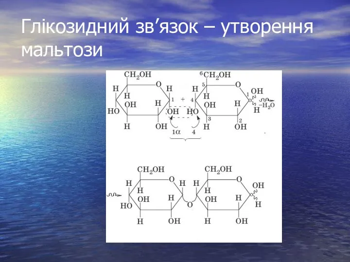 Глікозидний зв’язок – утворення мальтози