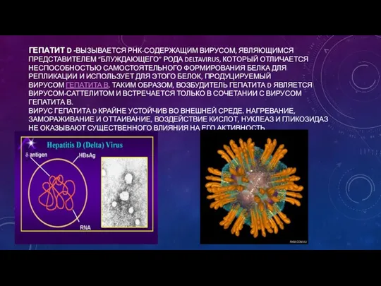 ГЕПАТИТ D -ВЫЗЫВАЕТСЯ РНК-СОДЕРЖАЩИМ ВИРУСОМ, ЯВЛЯЮЩИМСЯ ПРЕДСТАВИТЕЛЕМ “БЛУЖДАЮЩЕГО” РОДА DELTAVIRUS, КОТОРЫЙ