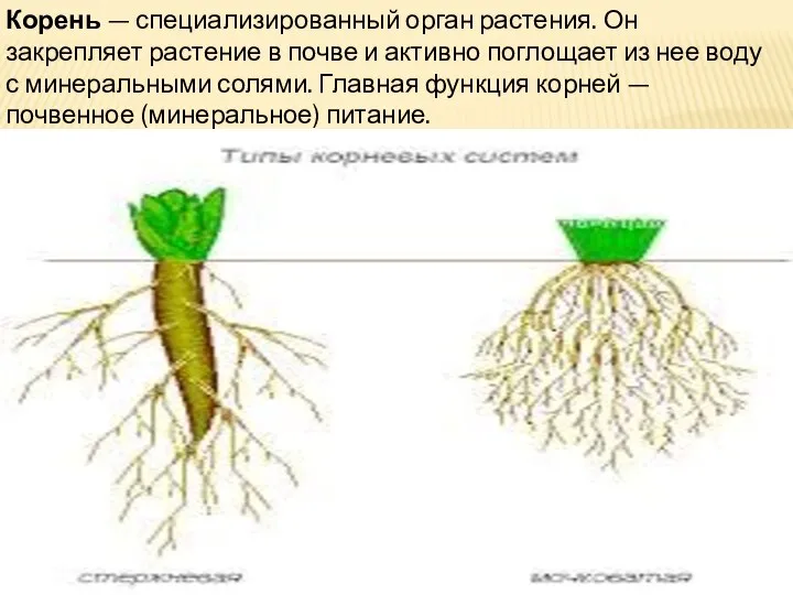 Корень — специализированный орган растения. Он закрепляет растение в почве и