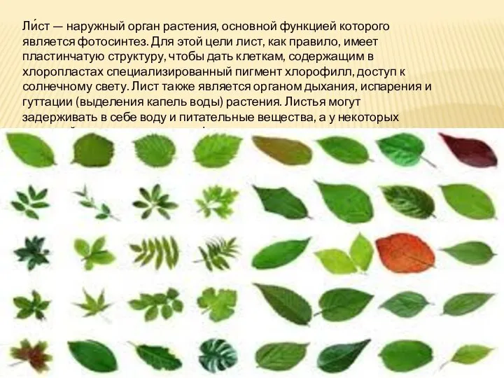 Ли́ст — наружный орган растения, основной функцией которого является фотосинтез. Для
