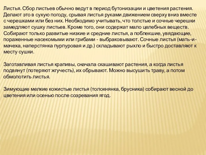 Листья. Сбор листьев обычно ведут в период бутонизации и цветения растения.