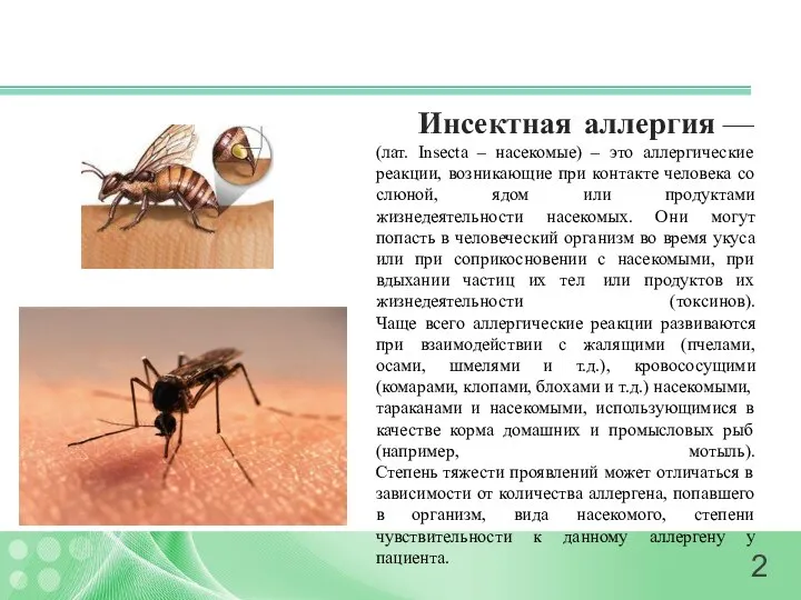 Инсектная аллергия — (лат. Insecta – насекомые) – это аллергические реакции,