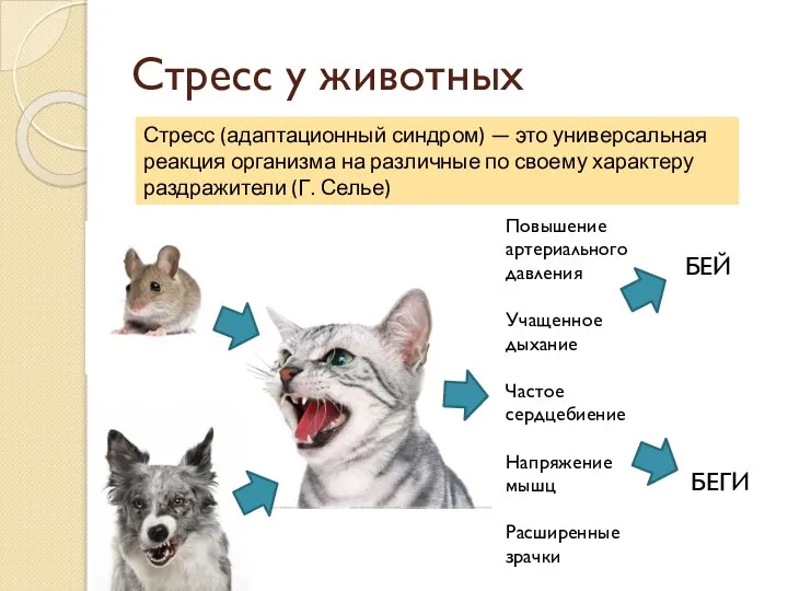 Стресс у животных Стресс (адаптационный синдром) — это универсальная реакция организма