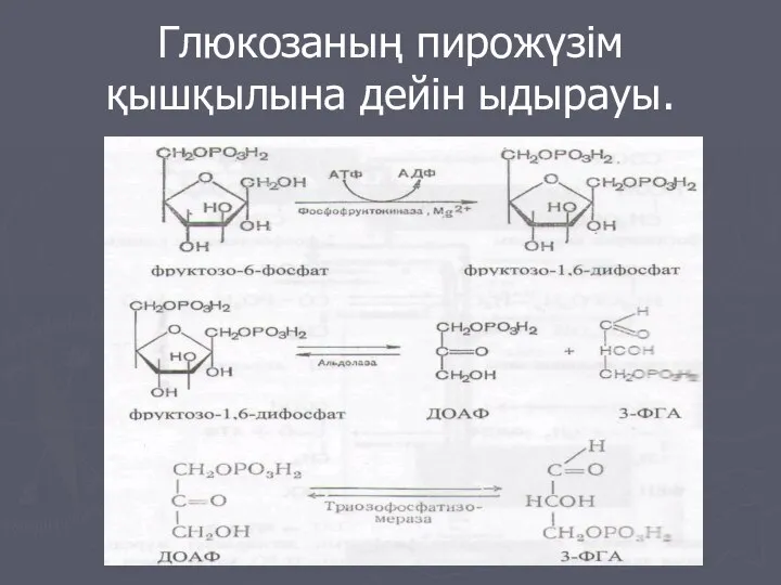 Глюкозаның пирожүзім қышқылына дейін ыдырауы.