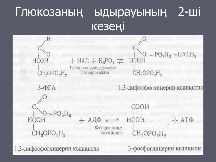 Глюкозаның ыдырауының 2-ші кезеңі