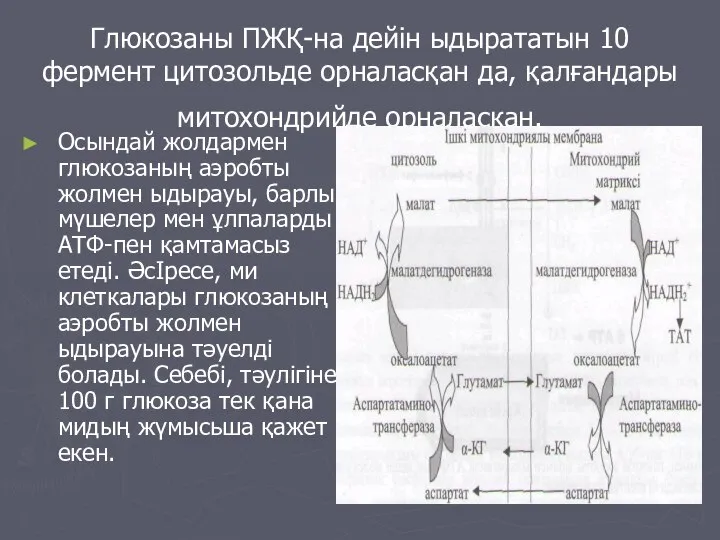 Глюкозаны ПЖҚ-на дейін ыдырататын 10 фермент цитозольде орналасқан да, қалғандары митохондрийде