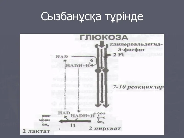 Сызбанұсқа тұрінде