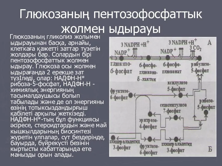 Глюкозаның пентозофосфаттык жолмен ыдырауы Глюкозаның гликолиз жолымен ыдырауынан басқа, арнайы, клеткаға