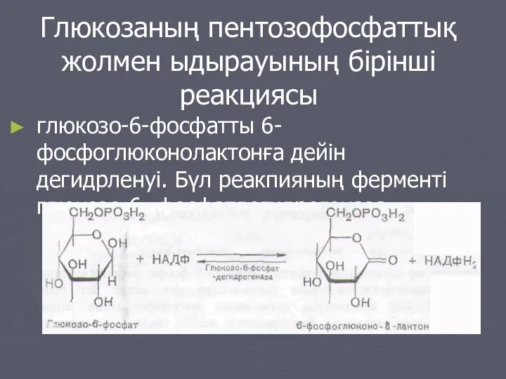 Глюкозаның пентозофосфаттық жолмен ыдырауының бірінші реакциясы глюкозо-6-фосфатты 6-фосфоглюконолактонға дейін дегидрленуі. Бүл реакпияның ферменті глюкозо-6- фосфатдегидрогеназа.