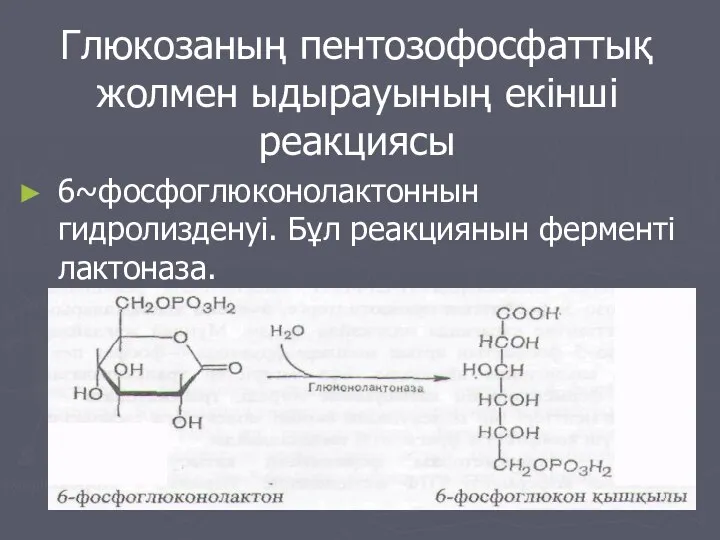 Глюкозаның пентозофосфаттық жолмен ыдырауының екінші реакциясы 6~фосфоглюконолактоннын гидролизденуі. Бұл реакциянын ферменті лактоназа.