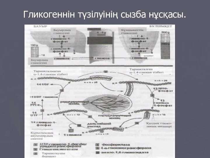 Гликогеннін түзілуінің сызба нұсқасы.